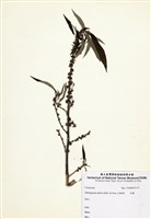 藏品(水麻)的圖片